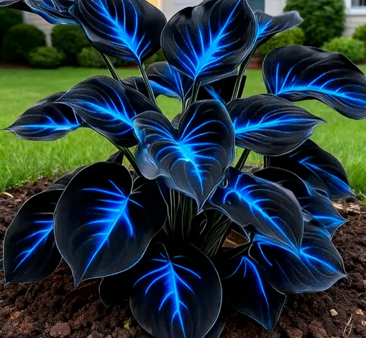 Glow-in-the-Dark Garden Magic: Rare Dark Blue Flame Hostas Seeds