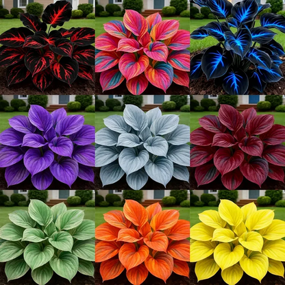 Glow-in-the-Dark Garden Magic: Rare Dark Blue Flame Hostas Seeds